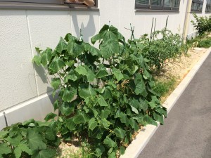 写真 2 (4)