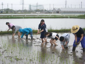 ②ていねいに植えて・・・8679