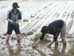 ③田植え8680